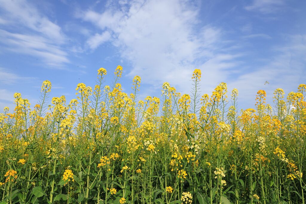 雲賞獅山春走進油菜花海