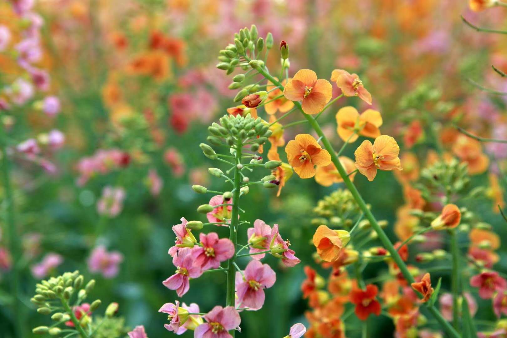 “云赏狮山春”走进油菜花海