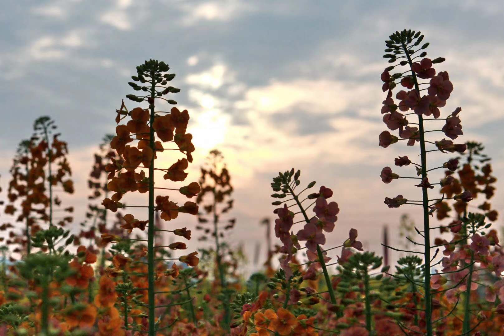 “云赏狮山春”走进油菜花海