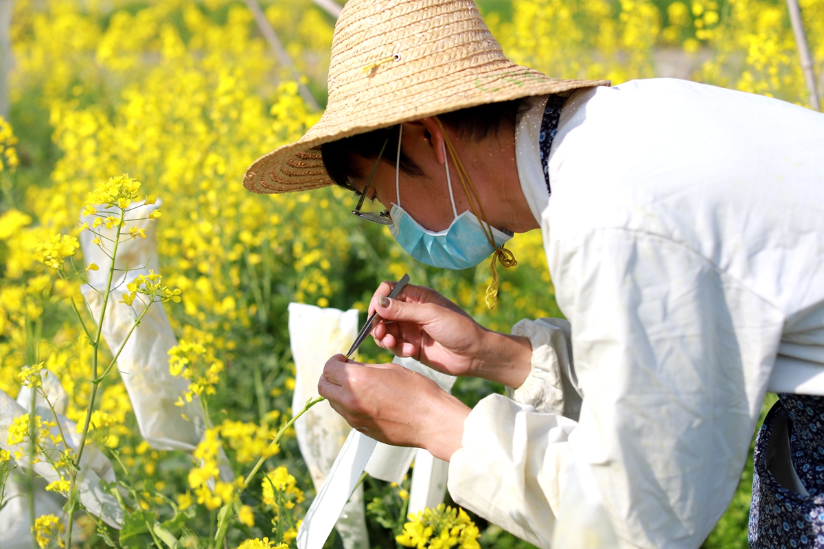 “云赏狮山春”走进油菜花海