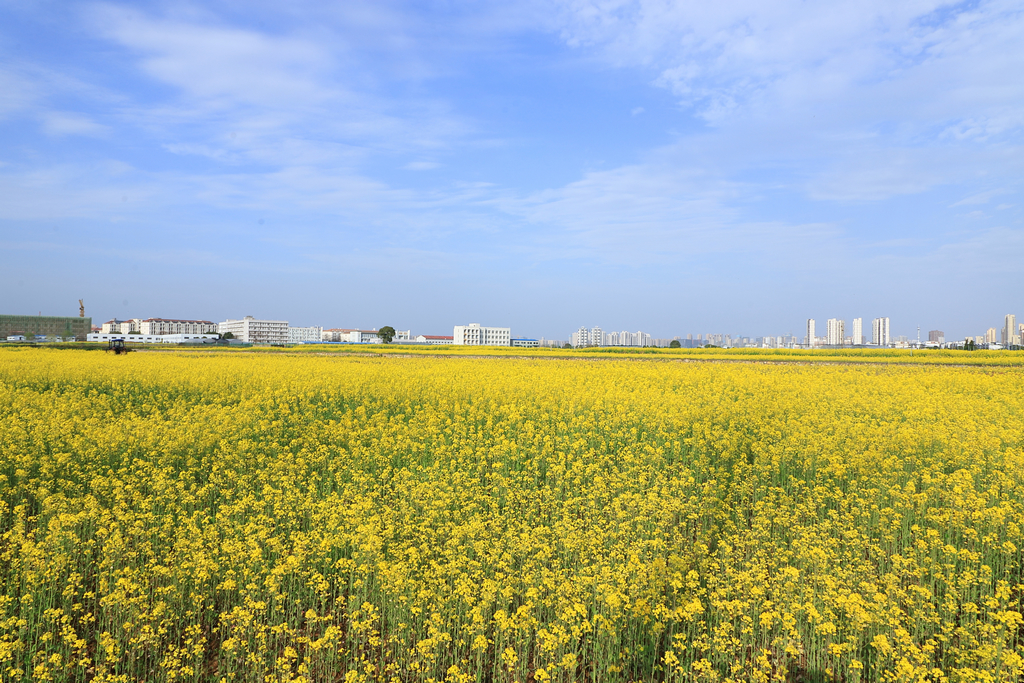 【特别关注】“云赏狮山春”：景从“云”来寄相思