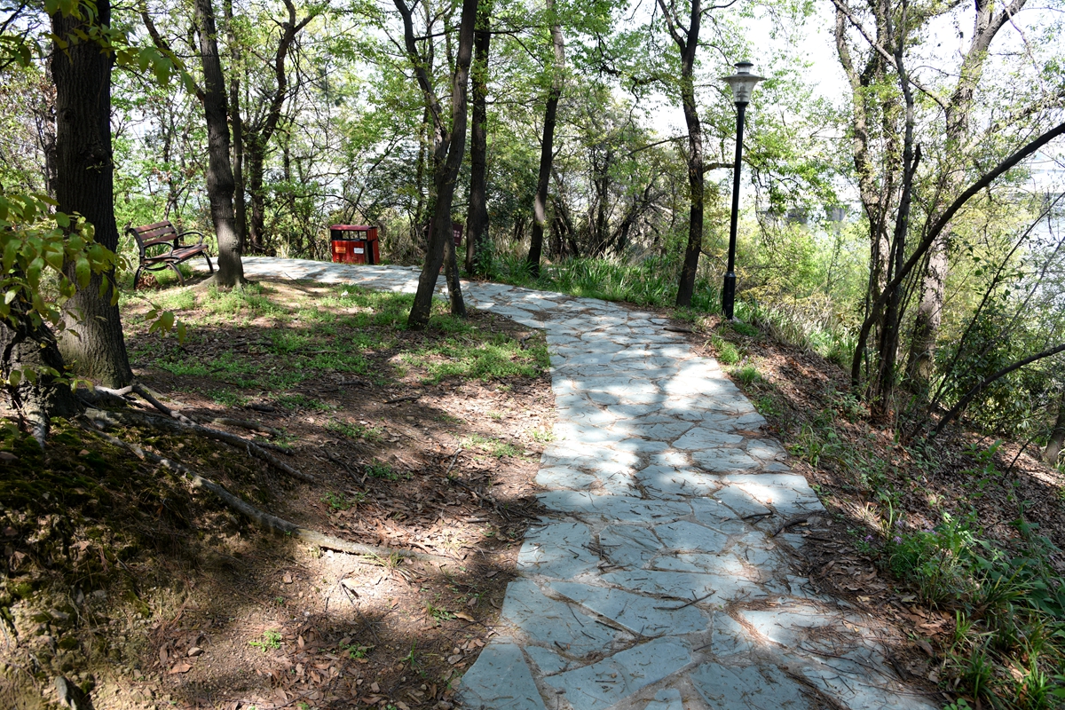 “云赏狮山春”：漫步狮山林中路