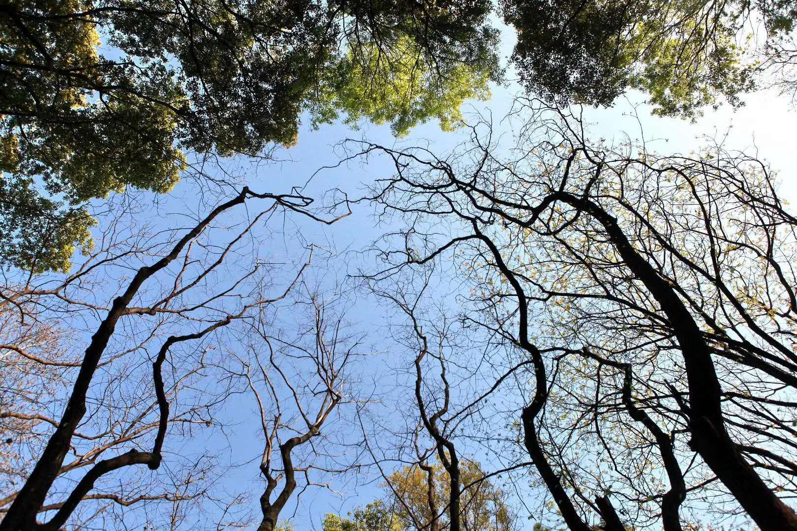 “云赏狮山春”：漫步狮山林中路