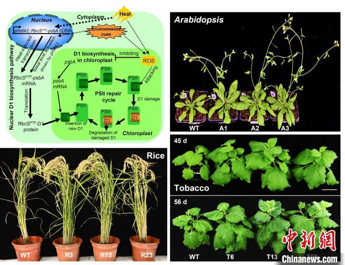 科研人员研究提高植物光合效率 应对全球变暖下粮食安全挑战