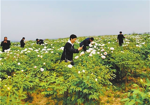 游客在河北邯郸峰峰矿区西固义乡北神岗村的牡丹谷里欣赏盛开的牡丹花。经济日报记者 宋美倩摄