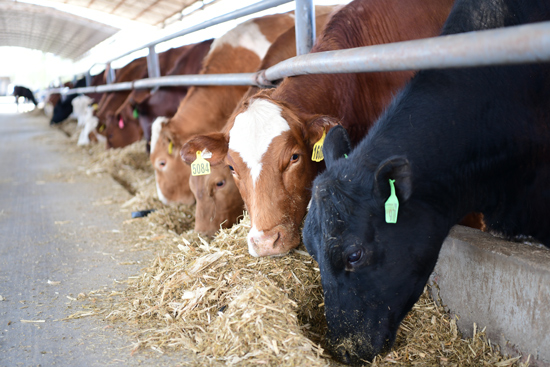 养殖场内，黄牛正津津有味地吃着草料。（陈立庚摄）