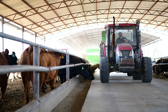 养殖场内，饲料搅拌车正给牛喂饲草。（陈立庚摄）
