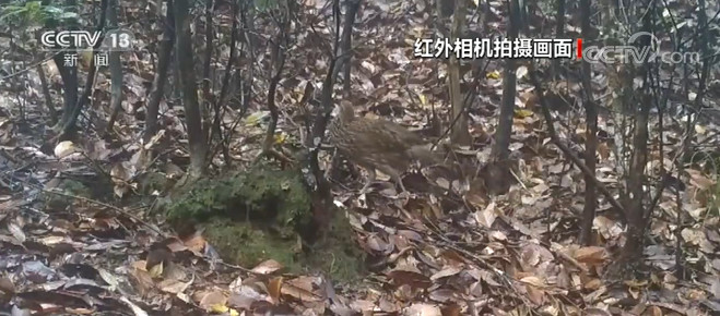 江西上犹：红外相机拍到黄腹角雉和白鹇等影像