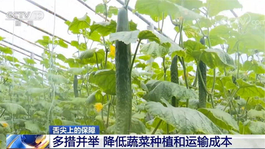 多措并举 降低蔬菜种植和运输成本