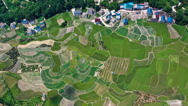 夏日田园美