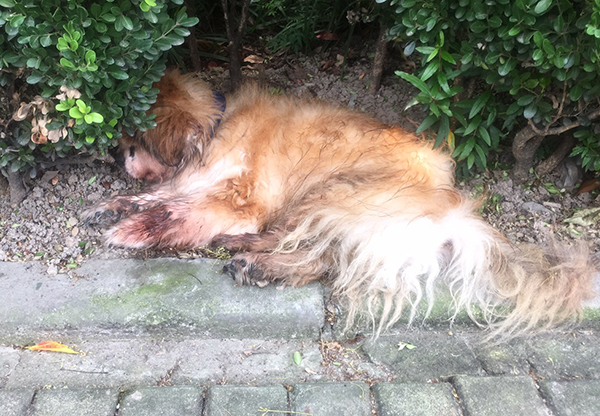 上海首例养犬人遗弃犬只案：罚五百元，吊销犬证