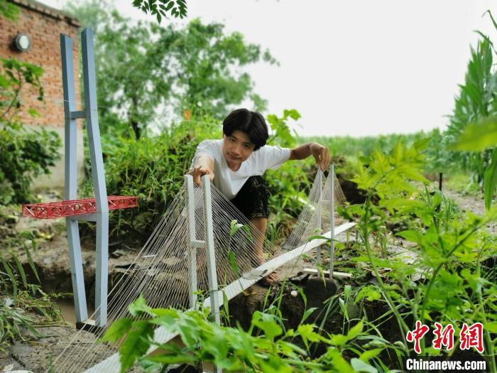 架设在菜地里的“跨江大桥” 张强 摄