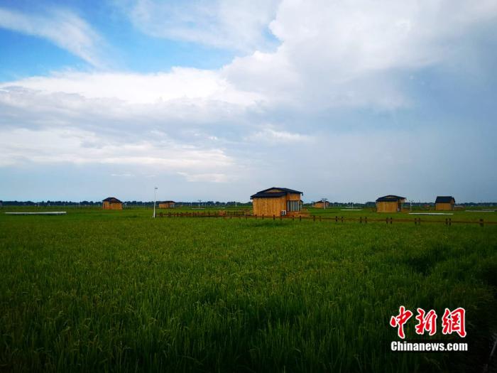 图为建在稻田中的“稻梦星空”。 郎朗 摄