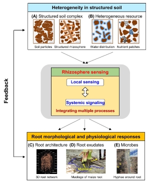 人才强校 | 张福锁院士工作室-申建波教授课题组在Trends in Plant Science上发表“根际科学与可持续农业发展”的观点文章