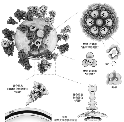 新冠病毒完整结构图到底多牛