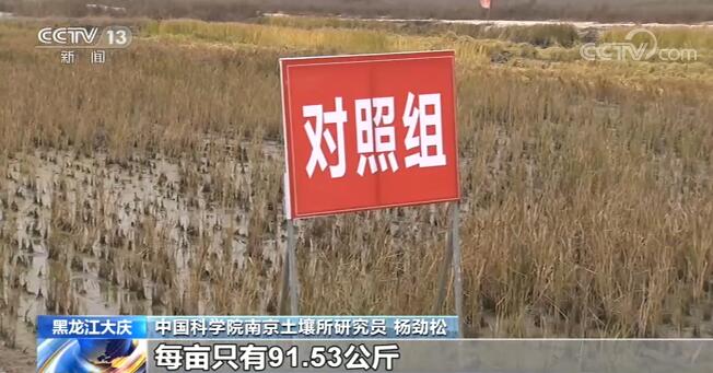 盐碱地改良剂应用成功 秋收测产增收