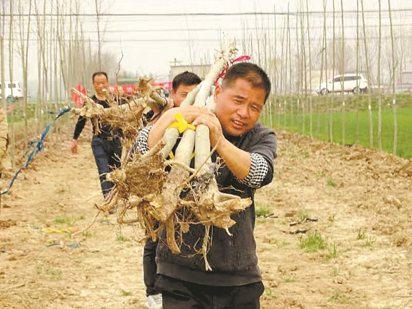 河南汝南常兴镇：“三个衔接”让乡村振兴加速跑