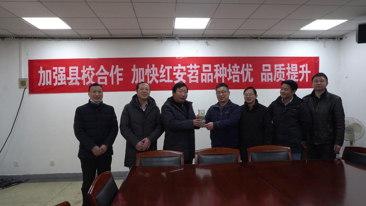 【湖北日报】首批5000罐红安苕脱毒种苗培育成功，华中农业大学向红安县交付新种苗