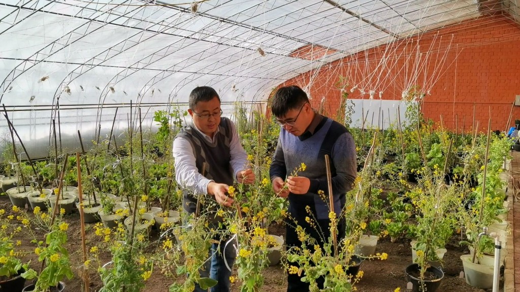 龙头新闻：寒地土豆、优质果蔬、线上线下培训……东北农大用科技优势助农备春耕