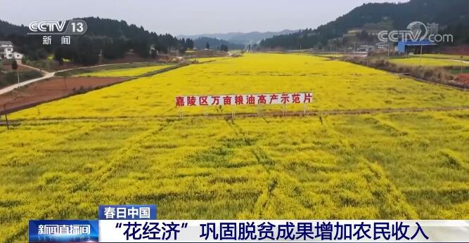 “花经济”带来好“钱”景 各地以花为媒巩固脱贫成果