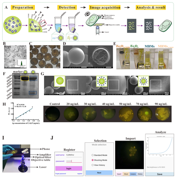 生命科学学院常津团队王汉杰ACSNano发表论文：光遗传学取得新进展