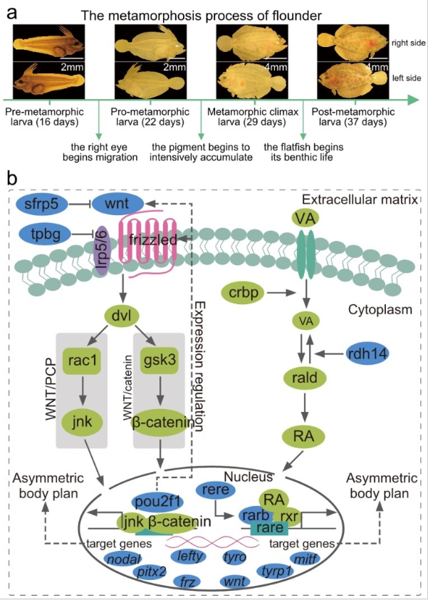 西工大生态环境学院在《自然•遗传学》(Nature Genetics)发文揭示比目鱼类的起源及其独特体型的形成机制