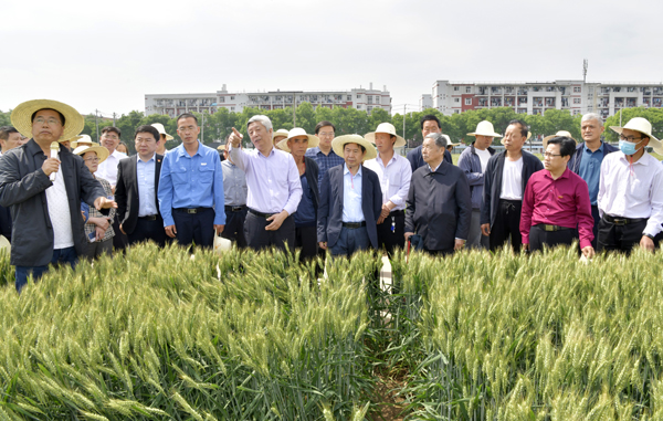 2021年小麦新品种夏前观摩活动举办