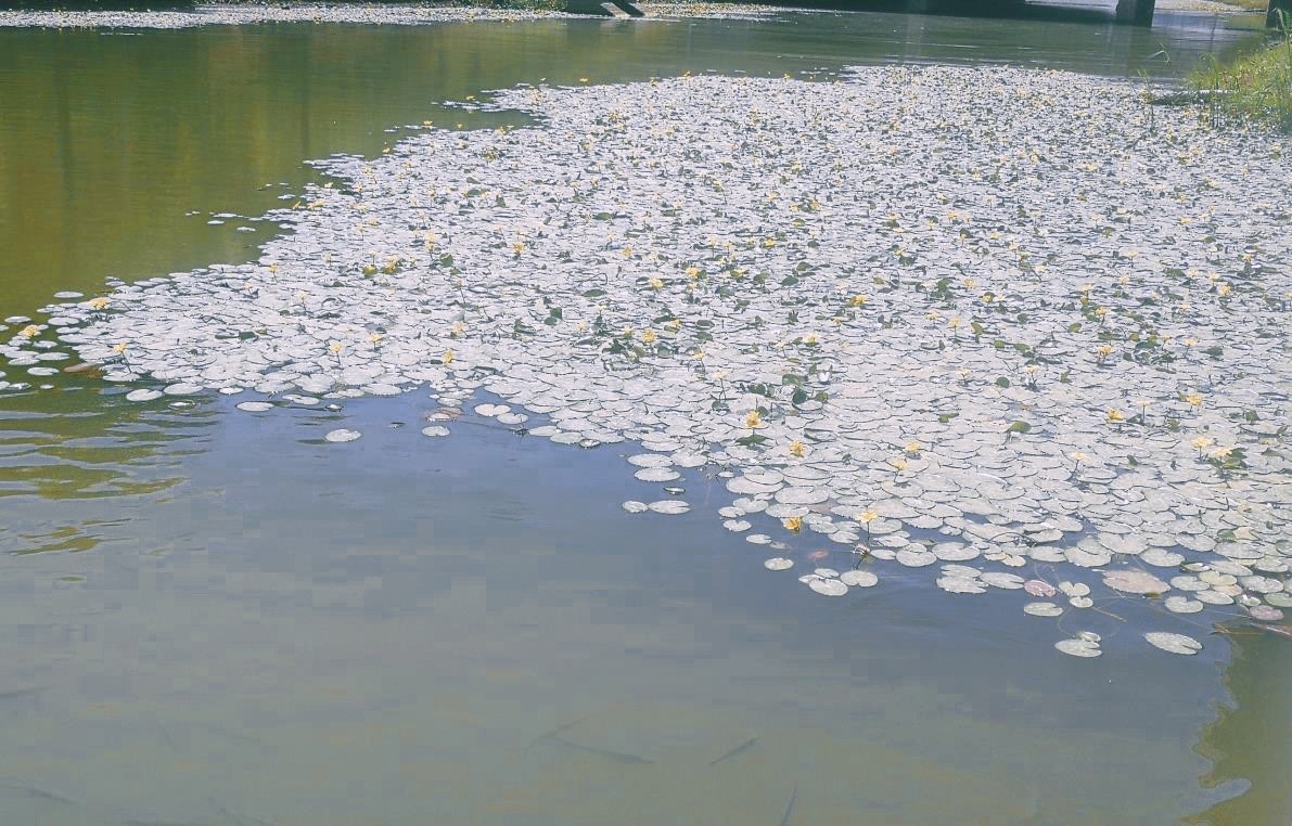 北洋园校区绿化节水行动筑起校园绿色屏障