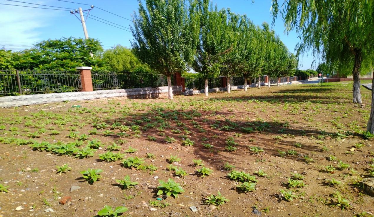 后勤党总支主题实践活动显成效 ——学党史践行初心 办实事美化校园