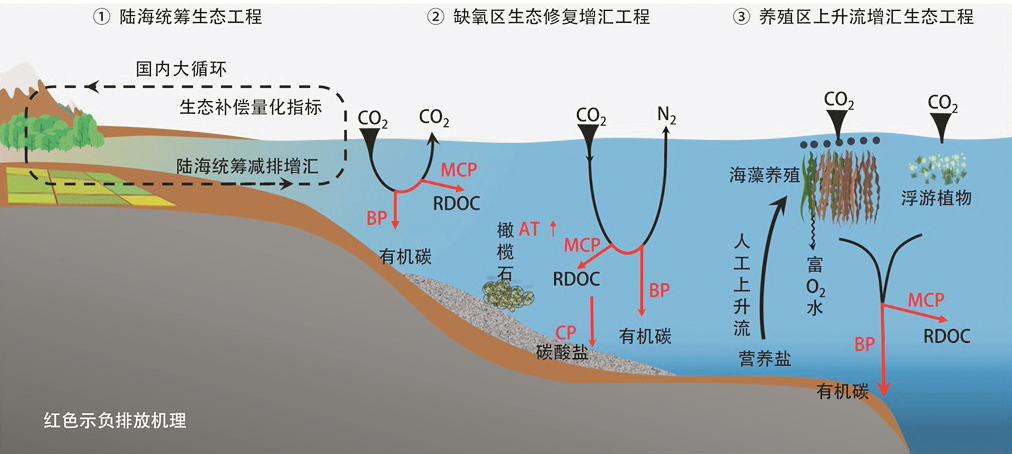焦念志：研发海洋“负排放”技术支撑国家“碳中和”需求