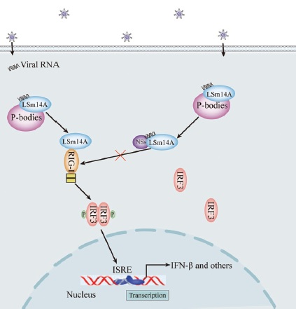 南京大学吴稚伟团队发现新型布尼亚病毒非结构蛋白NSs调节固有免疫新机制