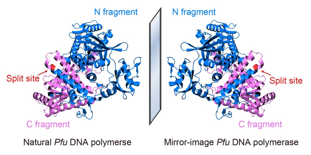 生命学院朱听课题组合成大型镜像聚合酶并实现镜像DNA信息存储