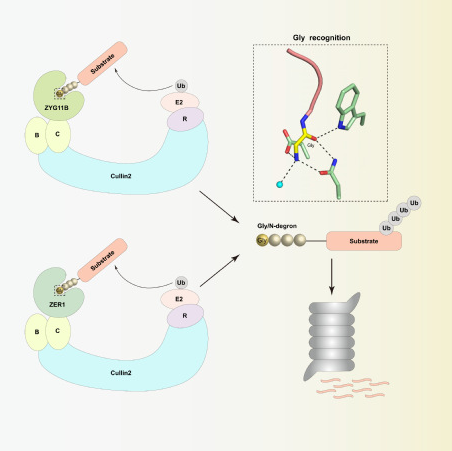 董城課題組molecular cell,nature chemical biology揭示e3泛素連接酶