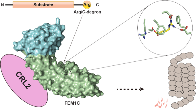 董城课题组Molecular Cell，Nature Chemical Biology揭示E3泛素连接酶识别降解底物的分子机制