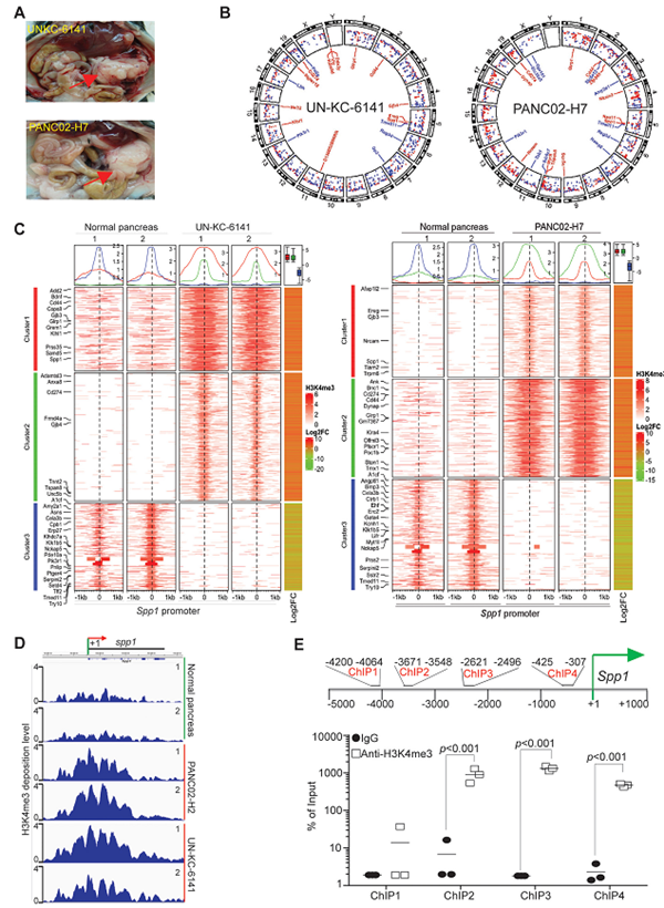 生命科学学院吕春婉团队JITC发文：胰腺癌免疫治疗取得新进展