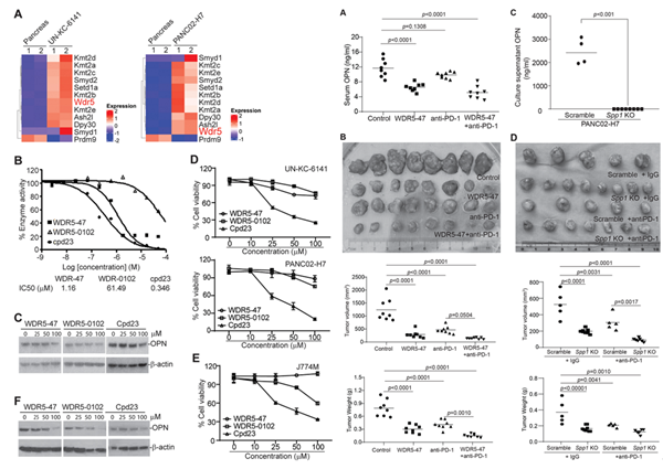 生命科学学院吕春婉团队JITC发文：胰腺癌免疫治疗取得新进展