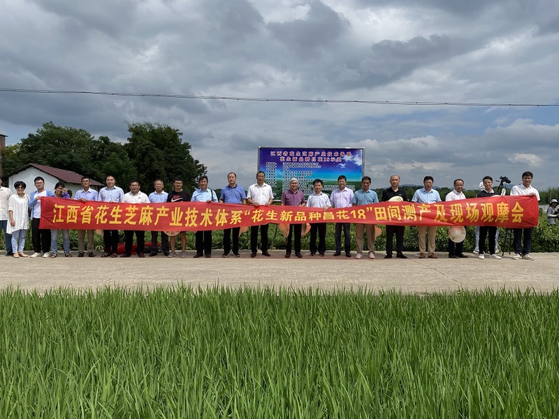 亩产514.28公斤！我校自主培育的花生新品种首次突破千斤大关