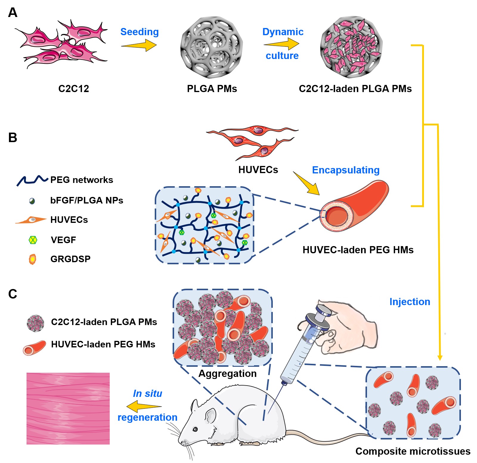 陈爱政教授团队在生物材料顶级期刊《Biomaterials》发表最新研究成果