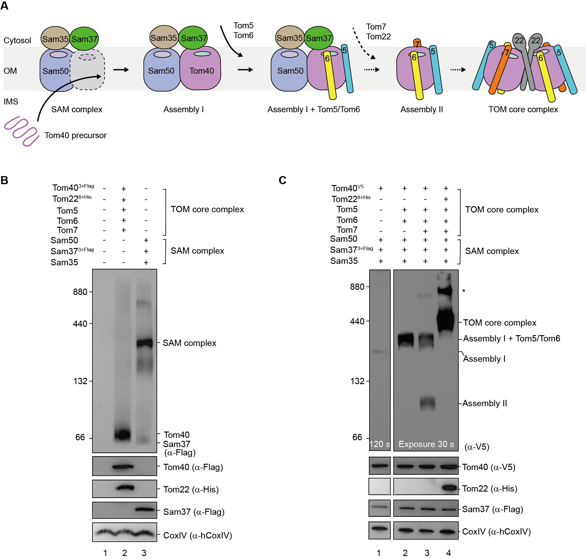 Science《科学》杂志在线发表我校蛋白质科学研究团队研究成果