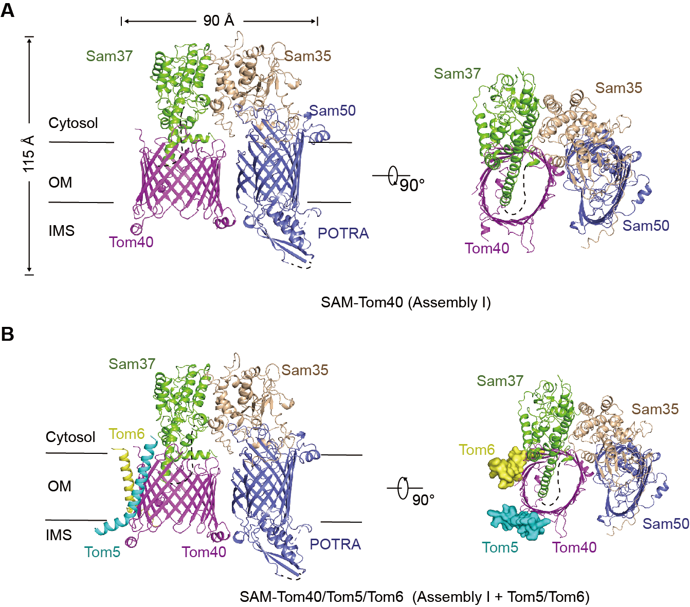 Science《科学》杂志在线发表我校蛋白质科学研究团队研究成果