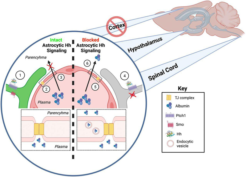 药学院王辉博士的研究成果在国际权威综合性期刊PNAS上发表