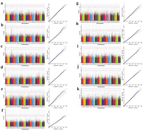 我校在毛花猕猴桃雄性资源农艺性状相关基因研究方面取得新进展