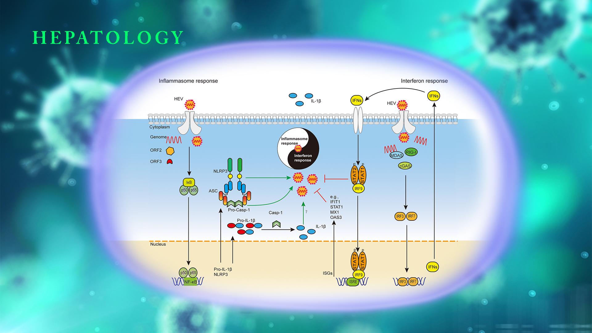 南科大王艺瑾团队揭示戊型肝炎病毒致炎症损伤机制及潜在干预策略