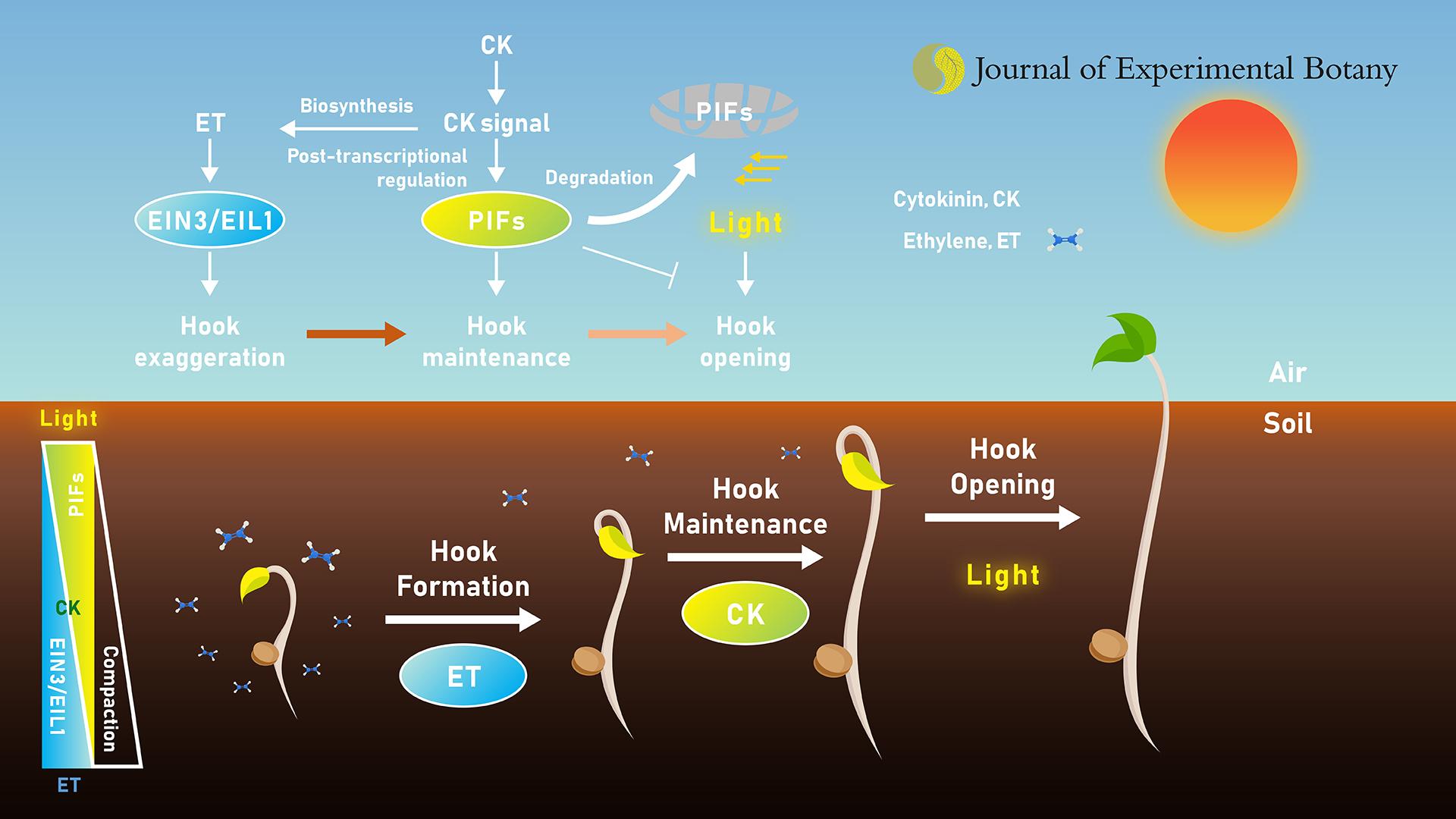 南科大学子在知名期刊发表论文揭示细胞分裂素调控拟南芥顶端弯钩发育新机制