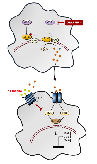 艾玎课题组Circulation Research文章揭示心肌后修复过程的关键分子机制