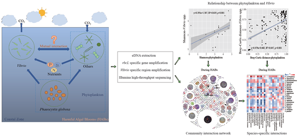 我校李楠教授团队在北部湾海洋微生物与浮游植物相互作用方面取得重要研究成果