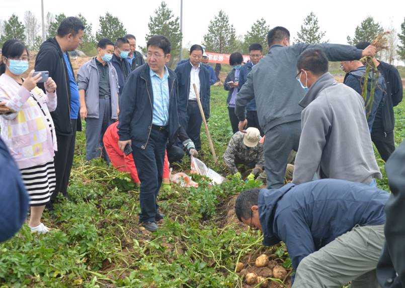 我校选育的高淀粉马铃薯品种“东农310”在陕西榆林喜获高产