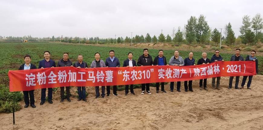 我校选育的高淀粉马铃薯品种“东农310”在陕西榆林喜获高产