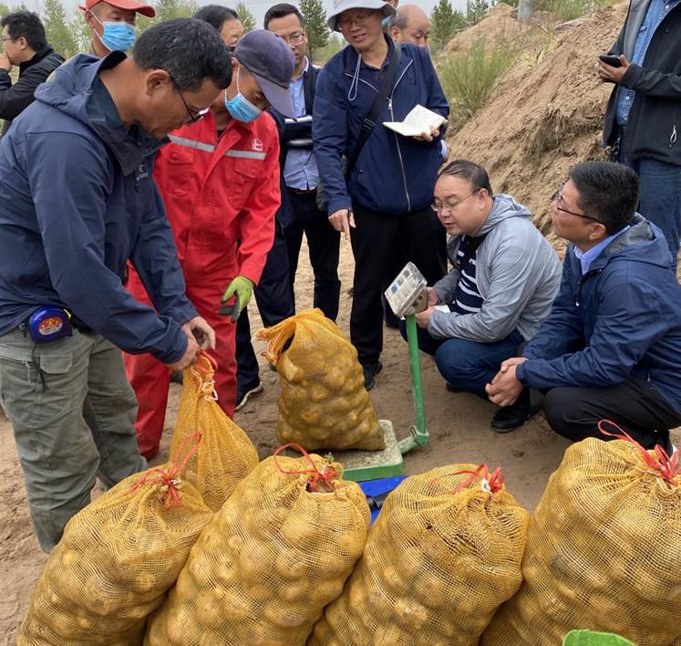 我校选育的高淀粉马铃薯品种“东农310”在陕西榆林喜获高产