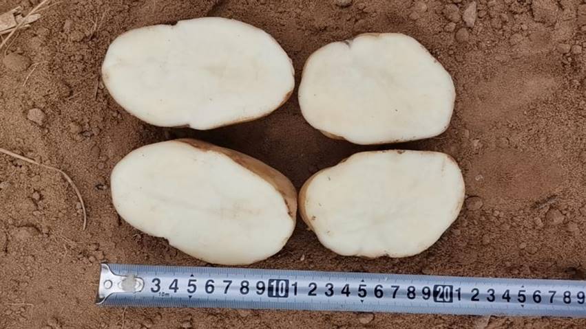 我校选育的高淀粉马铃薯品种“东农310”在陕西榆林喜获高产